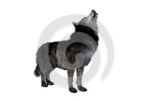 Brown and grey Dire Wolf howling. 3d illustration isolated on white background