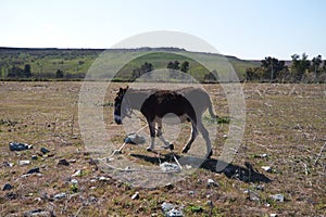 Brown and grey donkey in the countryside. The donkey is in danger of extinction. Family of equine animals donkey, mule, horse