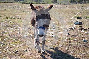 Brown and grey donkey in the countryside. The donkey is in danger of extinction. Family of equine animals donkey, mule, horse