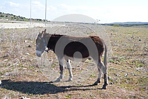 Brown and grey donkey in the countryside. The donkey is in danger of extinction. Family of equine animals donkey, mule, horse