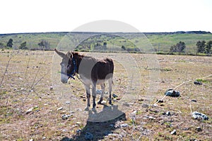 Brown and grey donkey in the countryside. The donkey is in danger of extinction. Family of equine animals donkey, mule, horse