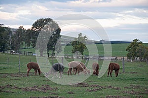 Brown and grey fluffy cute wild Alpaca walk and eat green grass in country lush field