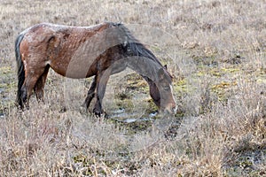 Brown grey old rove poor wild horse eats dry grass in reserve Pa