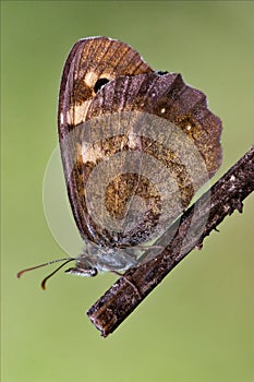 Brown grey orange butterfly