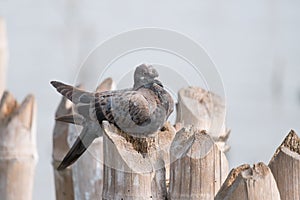 Brown Grey Pigeon