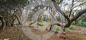 Brown and grey twisty trees near the parking space at Elphinstone Point, Mahabaleshwar, Mumbai, India. People use this place as