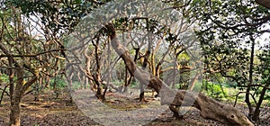 Brown and grey twisty trees near the parking space at Elphinstone Point, Mahabaleshwar, Mumbai, India. People use this place as