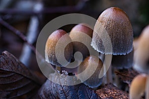 Brown and grey wild forest mushrooms growing in clumps among moss and fallen leaves macro