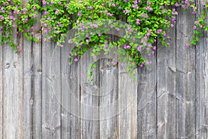 Brown grey wooden fence with beautiful green leaves plant and pink violet flowers border with empty copy space. Texture background