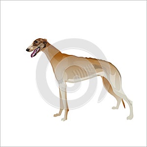 Brown greyhound dog on white vector illustration