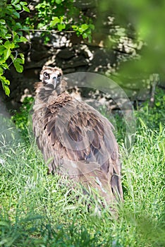 Brown griffin on the background of greenery and stones photo