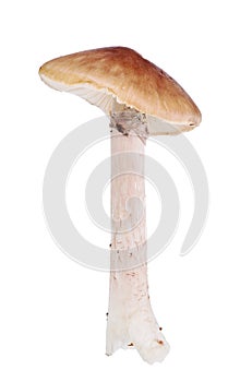 Brown grisette mushroom on white