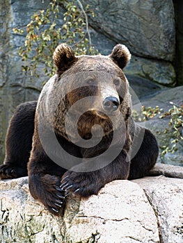 Brown grizzly bear