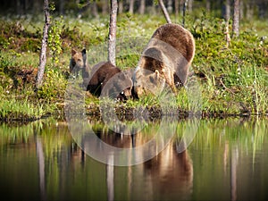 Brown Grizzly bear and a baby bear on the ground and trees by water lake on a sunny day in Finland