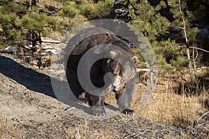 Brown Grizzly bear coming out of hibernation in forest