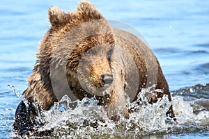 Brown Grizzly Bear Cub Running in Creek Water photo