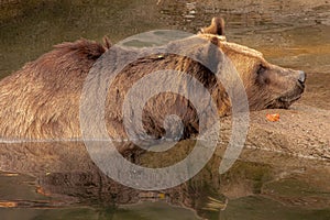 Brown grizzly bear resting its head on a rock at the edge of a swimming hole in daylight