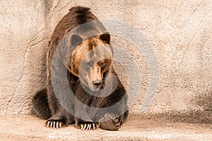 Brown grizzly bear sitting on a boulder at the Cleveland Metropark Zoo in daylight