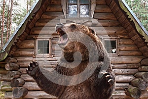 Brown grizzly bear widely open mouth near a wooden house.