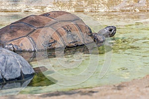 Brown Grooved Tortoise, African Spurred Tortoise or Geochelone sulcata swimming on  a pond slowly in the zoo