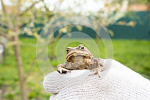 A brown ground frog sits on the ground