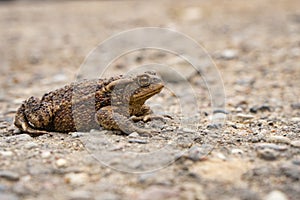 A brown ground frog sits on the ground
