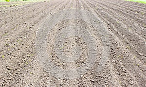 Brown ground plowed field, harrow lines. Arable background. A freshly ploughed field
