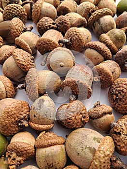 Brown group of acorns on a white background