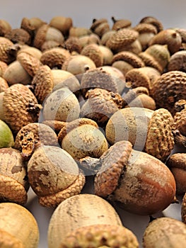 Brown group of acorns on a white background