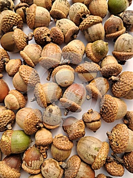 Brown group of acorns on a white background