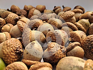 Brown group of acorns on a white background