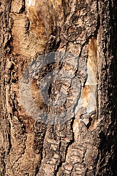 Brown grunge wooden texture photo