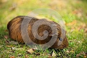 A brown guinea pig eating and munching on grass on a lawn outside on a sunny day