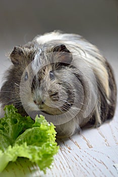 Brown guinea pig