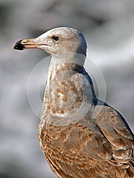 Brown Gull