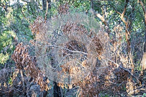 Brown gum tree leaves burnt by bushfire in regional Australia