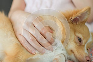 Brown hair dog Lying on the owner`s lap, the woman rubbed it with her hands to lull him to sleep