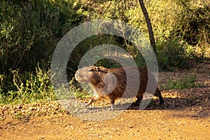 Brown hair field animal. Mammal herbivore called carpincho that lives in the field and in mud puddles