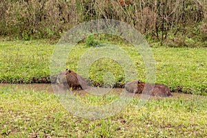 Brown hair field animal. Mammal herbivore called carpincho that lives in the field and in mud puddles