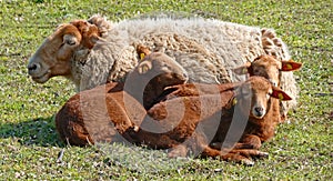 Brown haired ewe with three lambs