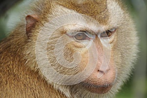 Brown haired Rhesus Monkey