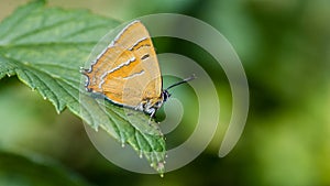 Brown Hairstreak, the male, on the blackcurrent leaf