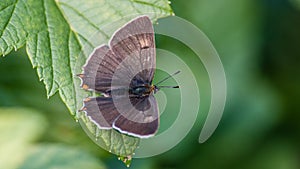 Brown Hairstreak, the male is dark brown on the upperside with orange tails, on the blackcurrent leaf