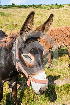 Brown hairy breed of donkey on a meadow, cute, long ears