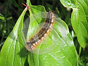 Brown hairy caterpillar , Lithuania