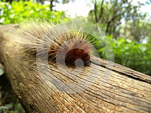 Brown hairy caterpillar on tree branch in Swaziland