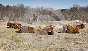 Galloways in nature in holland photo