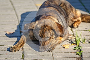 Brown hairy, cute dog, mongrel is lying on the sidewalk