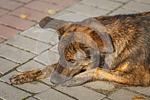 Brown hairy, cute dog, mongrel is lying on the sidewalk, close-up