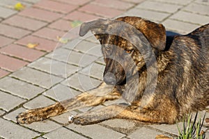 Brown hairy, cute dog, mongrel is sitting on the sidewalk, close-up